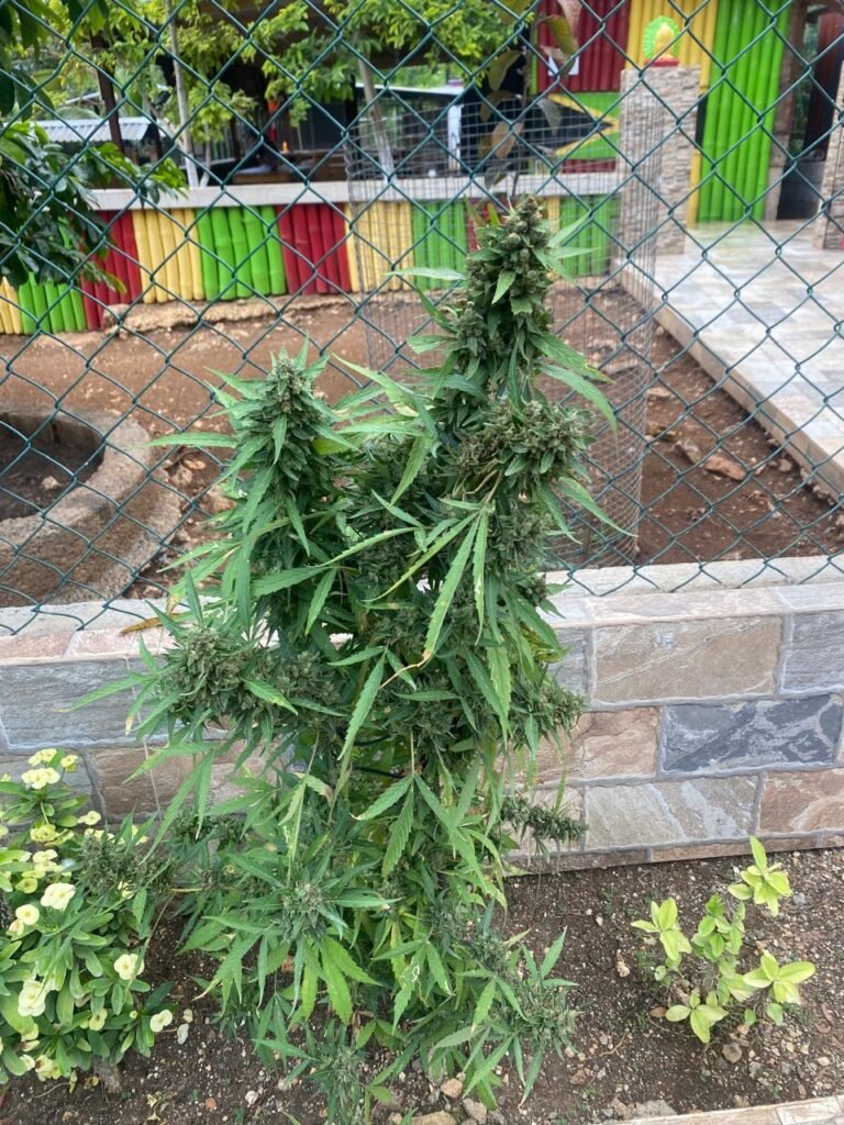 Image of a marijuana tree