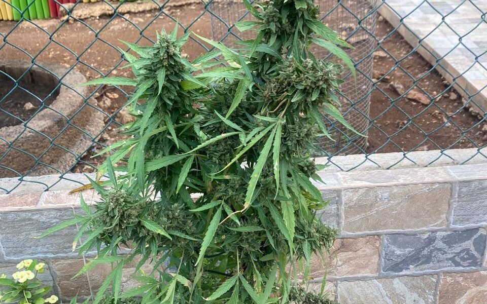 Image of a marijuana tree