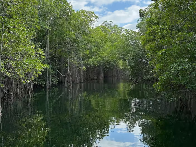 irie-excursions-and-tours-attractions-black-river-safari