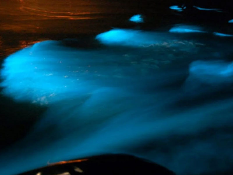 irie-excursions-and-tours-attractions-luminous-lagoon-3